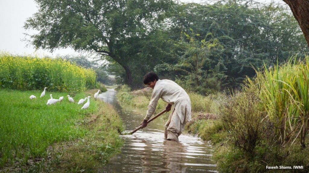 Man knee deep in water, digging in a stream beside a flowering crop in a field, flock of white egrets nearby