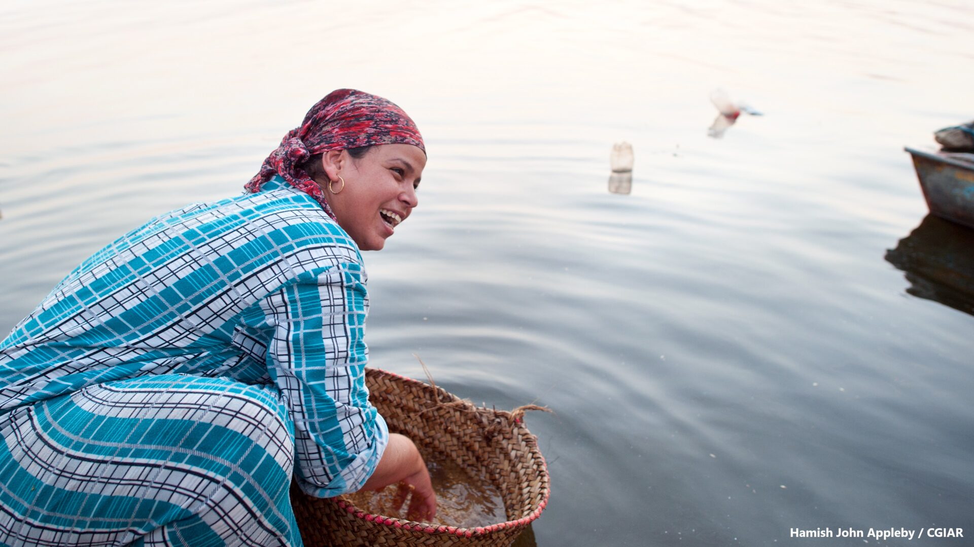 Woman washing wheat (wafaa) in the waters of the river Nile
