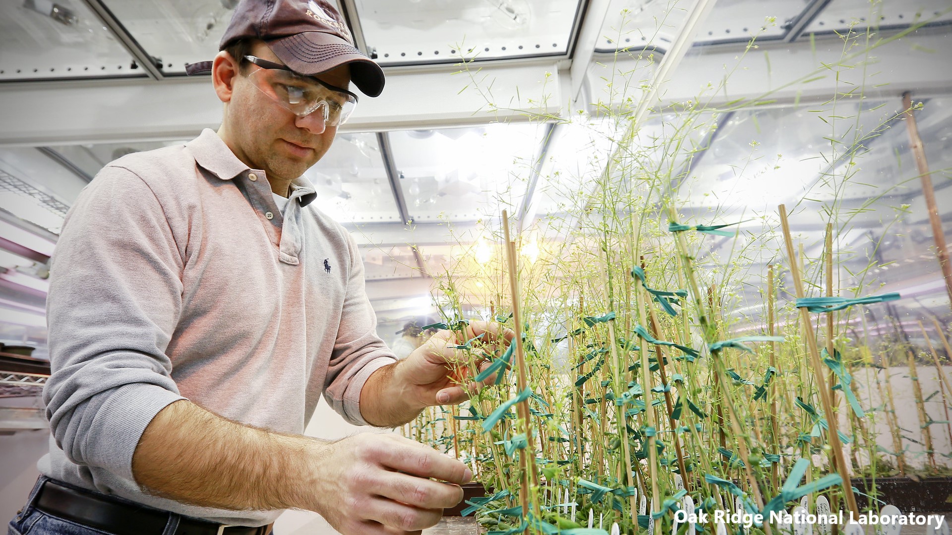 Bioenergy research. In the BioEnergy Science Center of the Oak Ridge National Laboratory, postdoctoral researcher Anthony Bryan examines a tray of Arabidopsis.
