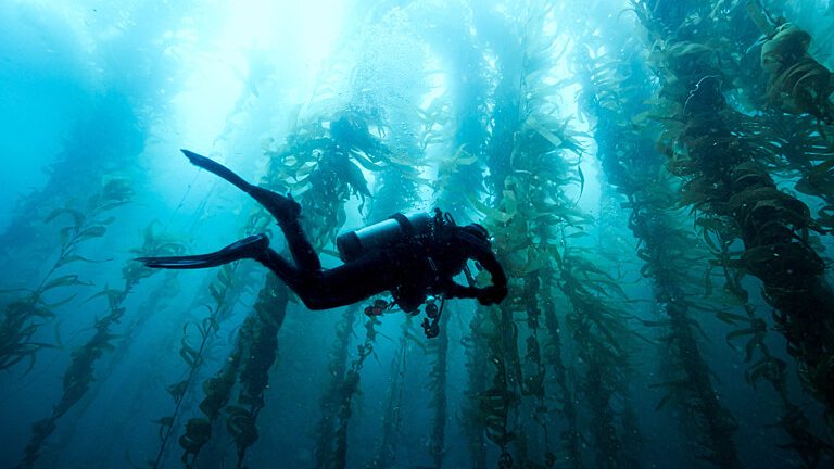 A diver underwater, swimming through a kelp frond forest over 100 foot tall, in clear water.