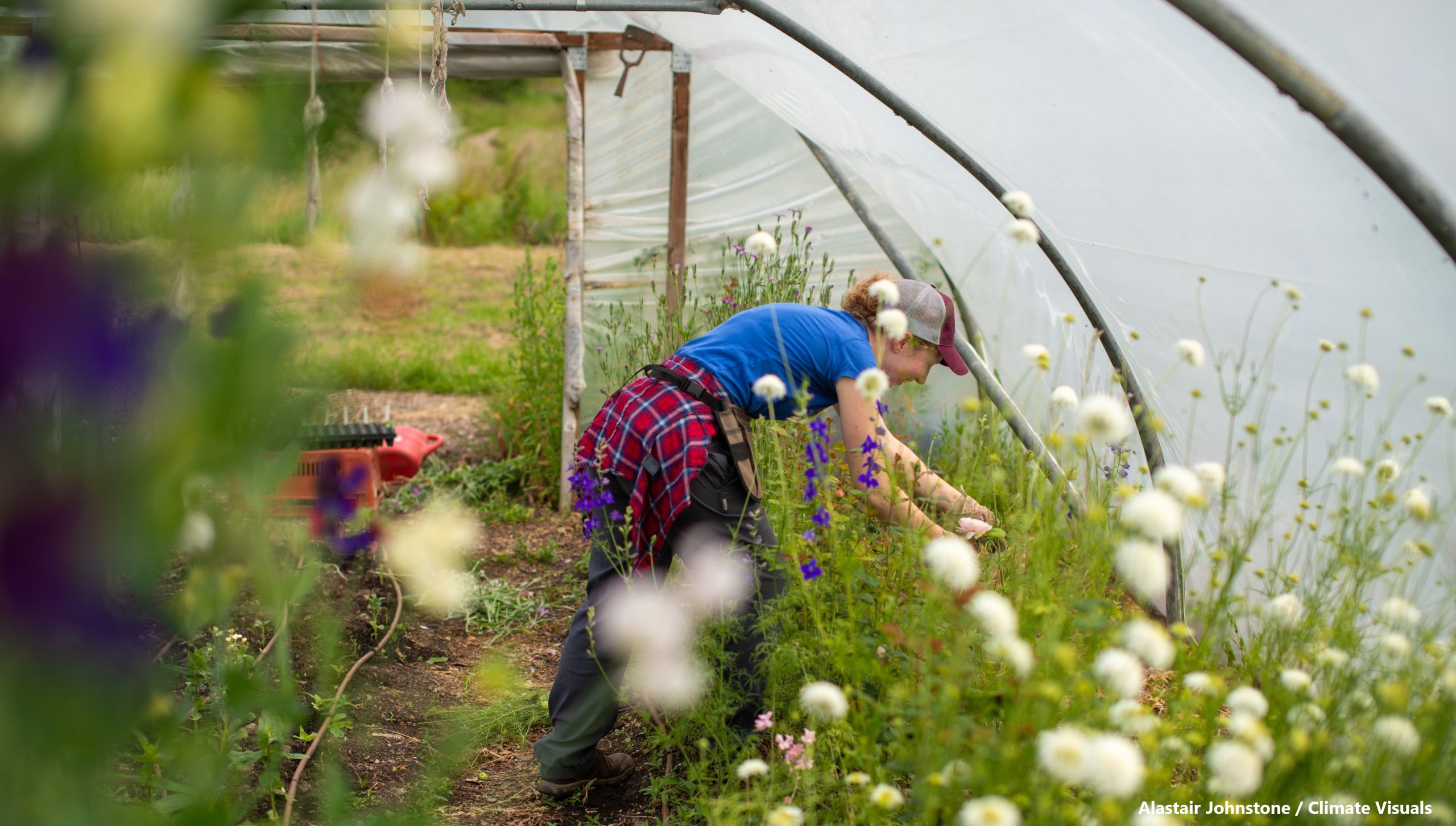 Rachel cuts flowers on the Regather Farm near Sheffield, UK. The Regather Farm is a 15 acre organic farm on the outskirts of Sheffield. It is run by Regather, a community benefit society working to improve food and build community in Sheffield. They also run a veg box scheme, and deliver flowers across the local area, supplied by the farm, and many other community projects.