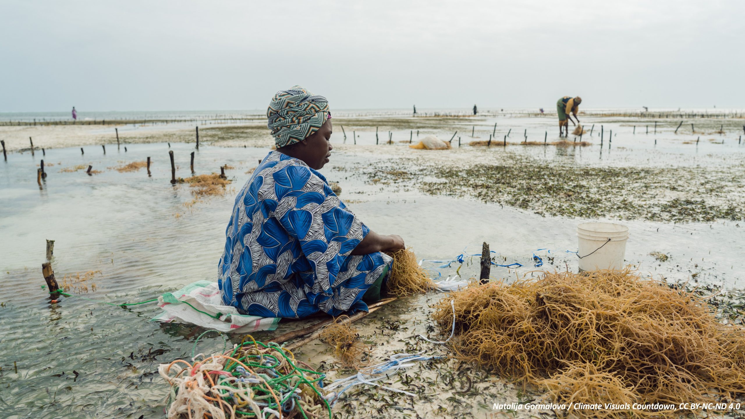 À Zanzibar, où les communautés sont traditionnellement patriarcales, 90 % des cultivateurs d'algues sont des femmes. La culture des algues a entraîné un changement significatif dans les relations entre les sexes, en aidant les femmes à quitter leur foyer et à devenir indépendantes financièrement. Des chercheurs ont découvert que les algues peuvent jouer un rôle important dans la lutte contre le changement climatique en absorbant les émissions de carbone et en régénérant les écosystèmes marins. Mais ces dernières années, les hausses de température de l'océan Indien ont tué les algues en raison d'une bactérie qui se développe sur les algues et les fait mourir.
