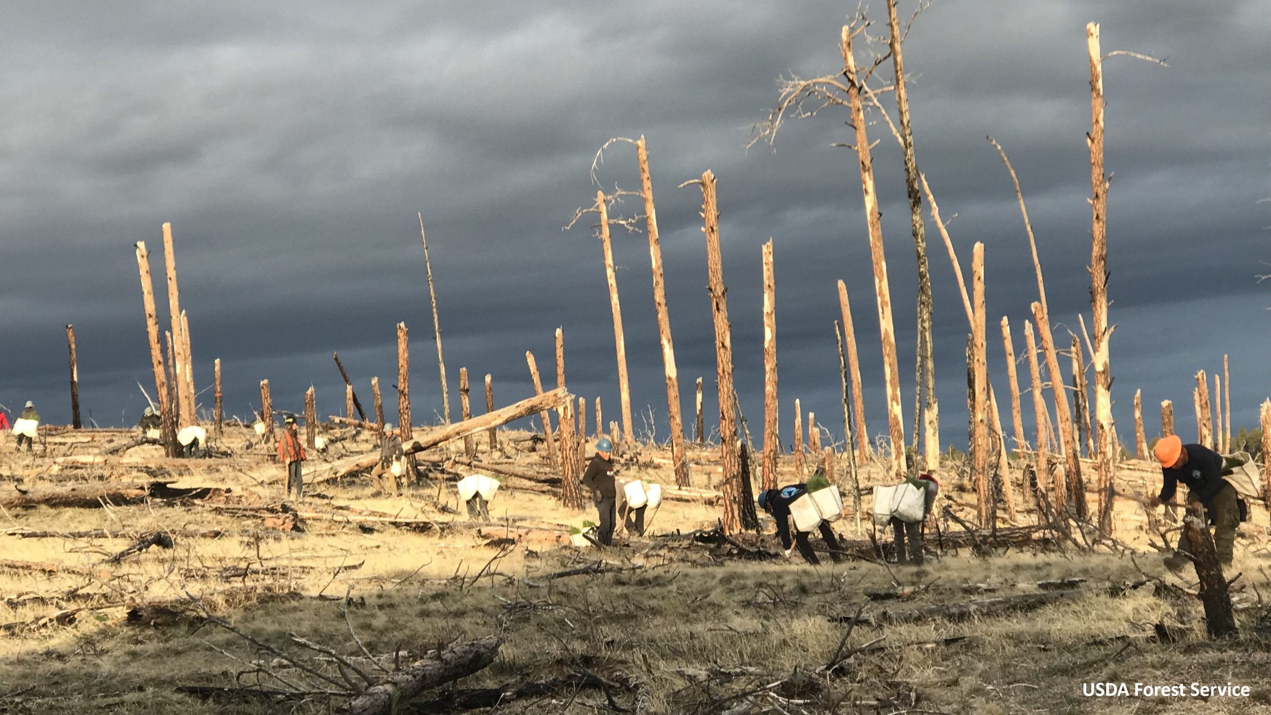 Reforestation dans le Montana, aux États-Unis, par USDA Forest Service