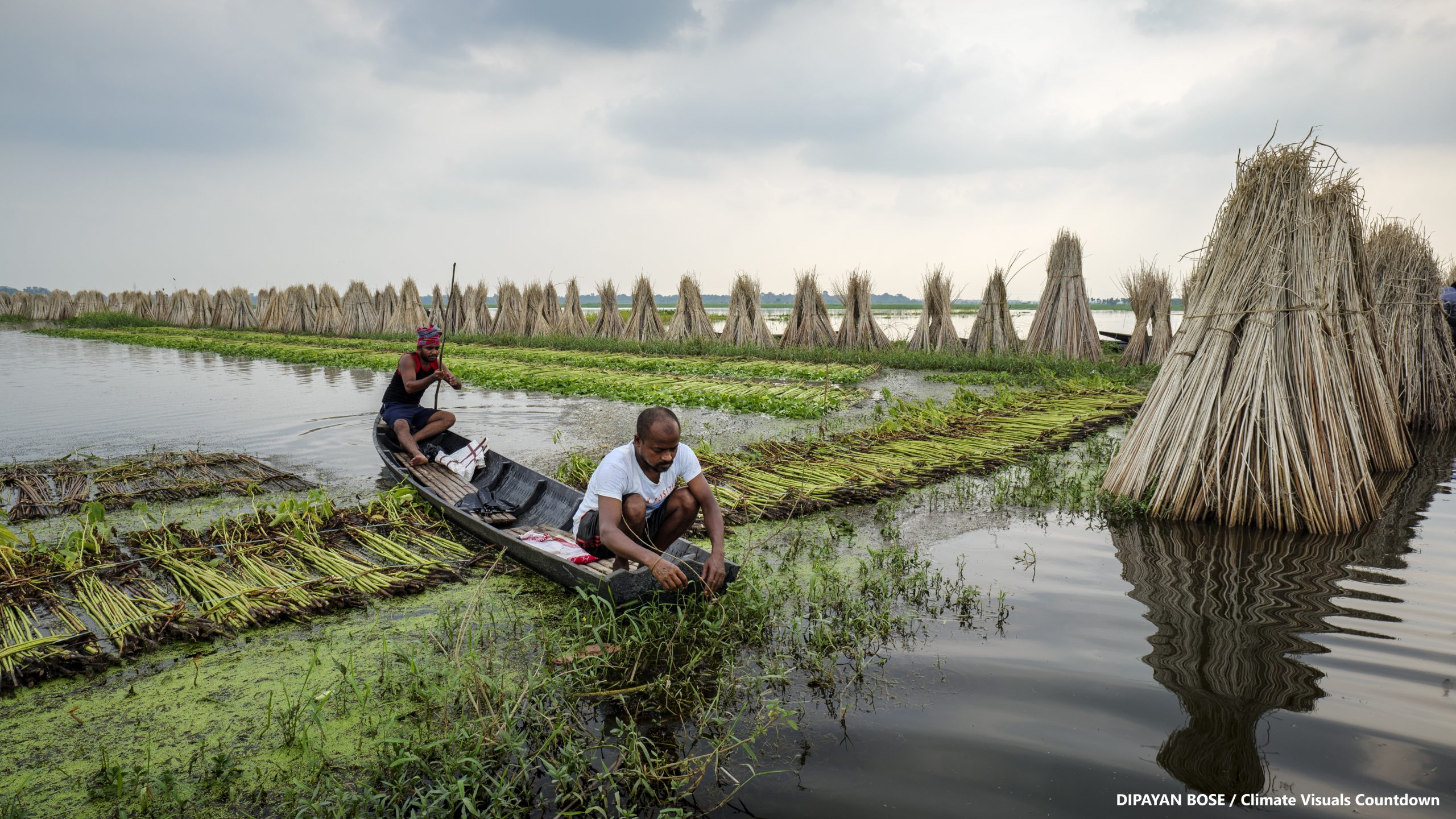 Culture du jute dans les zones rurales du Bengale occidental, deux hommes dans une zone inondée à bord d'un bateau, récoltant le jute et l'empilant pour le faire sécher.