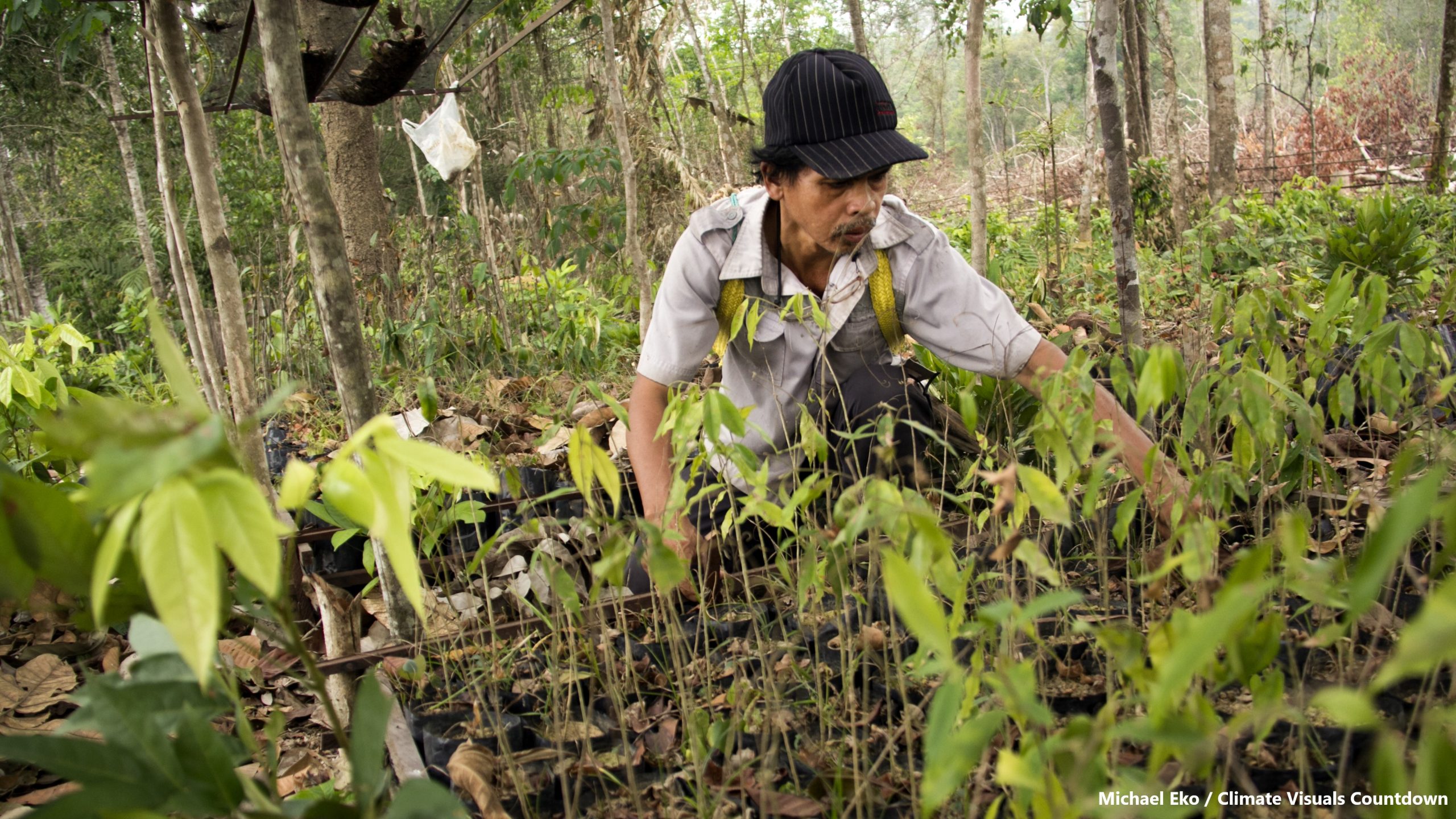 Petrus Asuy sème des graines forestières dans sa pépinière du village de Muara Tae, dans la province du Kalimantan oriental, en Indonésie, en septembre 2015.