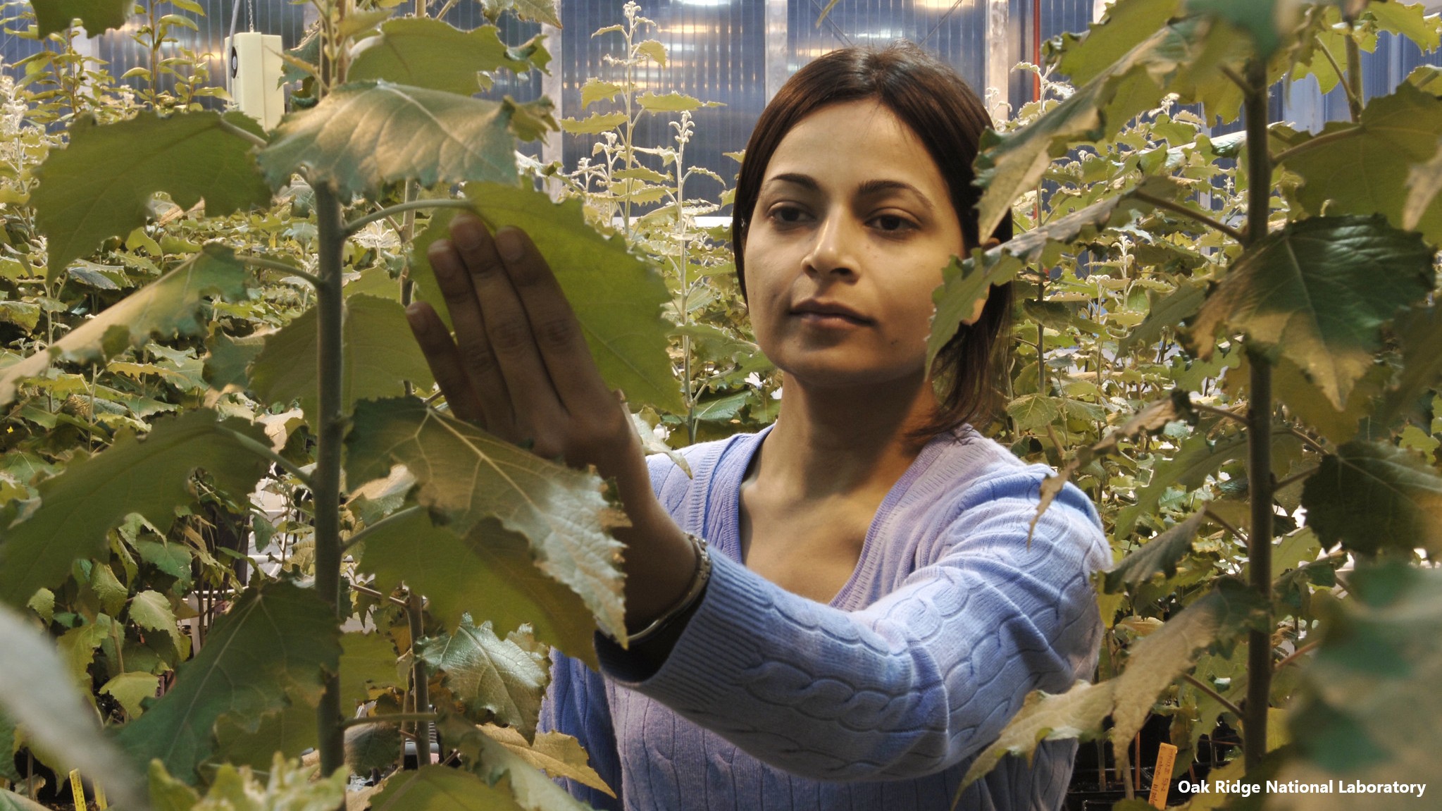ORNL's Udaya Kalluri checks hybrid poplars in an ORNL greenhouse.