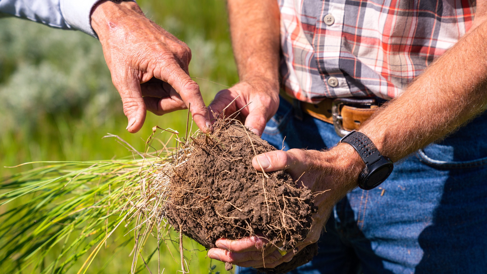 Soil structure of hayground that was rested during one year. Old layer of grass preserves carbon during drought. Ground hayed every year does not have old layer of protective grass. Ray Banister Ranch, Wibaux County, Montana. June 2020.