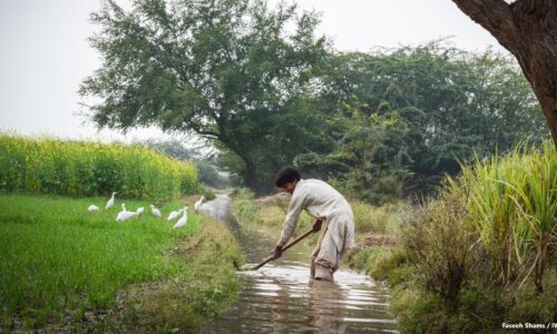 Man knee deep in water, digging in a stream beside a flowering crop in a field, flock of white egrets nearby