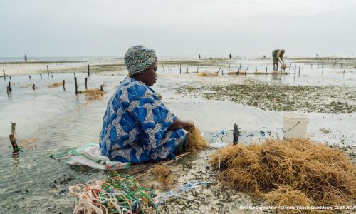 À Zanzibar, où les communautés sont traditionnellement patriarcales, 90 % des cultivateurs d'algues sont des femmes. La culture des algues a entraîné un changement significatif dans les relations entre les sexes, en aidant les femmes à quitter leur foyer et à devenir indépendantes financièrement. Des chercheurs ont découvert que les algues peuvent jouer un rôle important dans la lutte contre le changement climatique en absorbant les émissions de carbone et en régénérant les écosystèmes marins. Mais ces dernières années, les hausses de température de l'océan Indien ont tué les algues en raison d'une bactérie qui se développe sur les algues et les fait mourir.