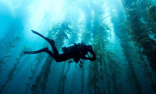 A diver underwater, swimming through a kelp frond forest over 100 foot tall, in clear water.